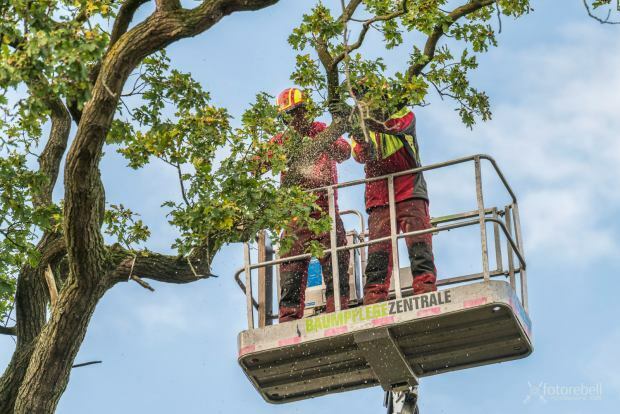 Baumarbeiten per Hubsteiger in Münster