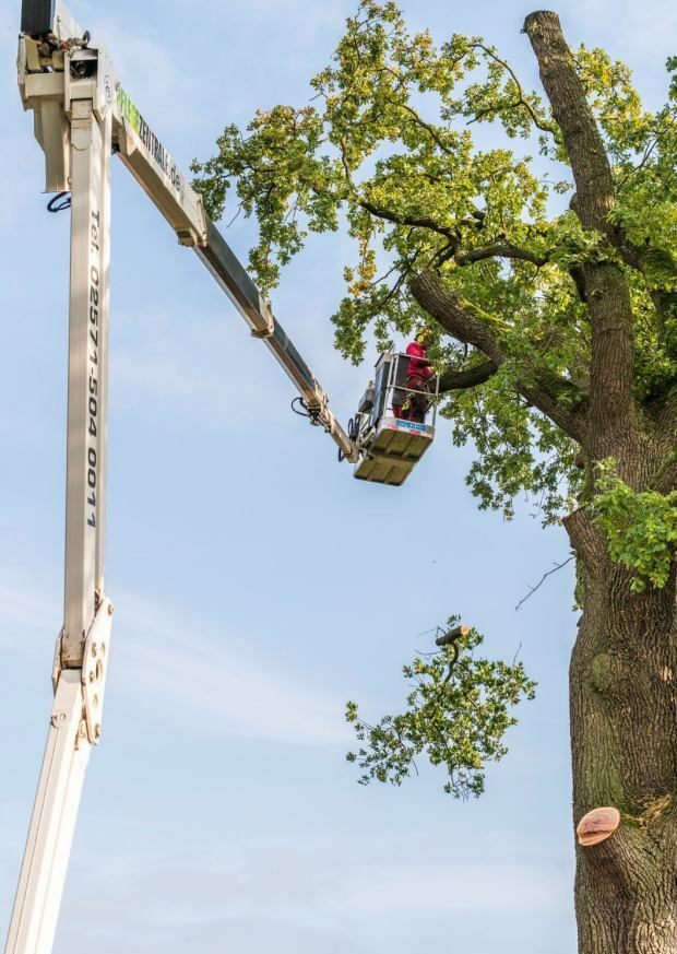 Baumpflege per Hubsteiger in Münster