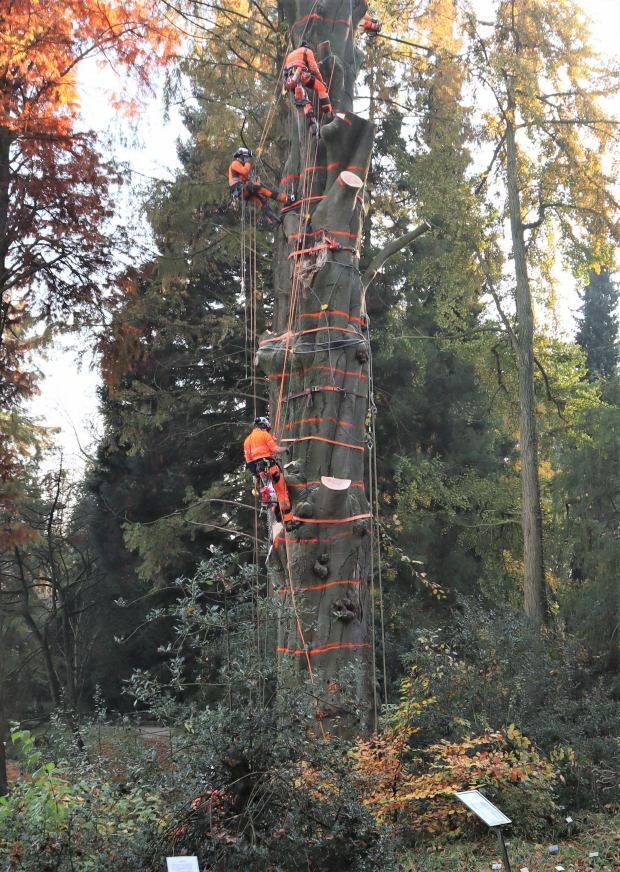 Vorbereitungsarbeiten für Baumfällung per Hubschrauber in Münster